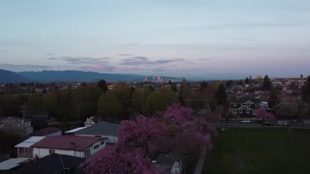 Letět Nad Třešňové Květy Stromů Metroměstem Vancouver Daleko — Stock video