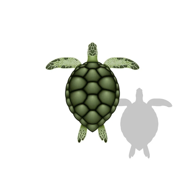Tartaruga Marinha Verde Ilustração Vetorial Realista Animal Marinho Com Sombra — Vetor de Stock
