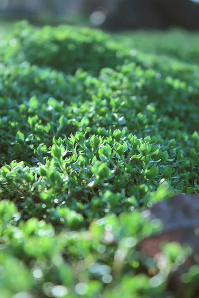 Gras — Stockfoto