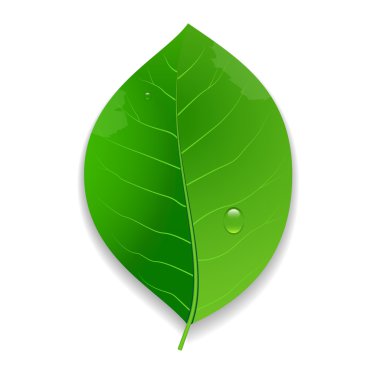eko yeşil yaprak
