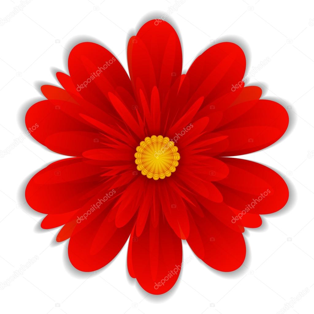Isolated flower red color