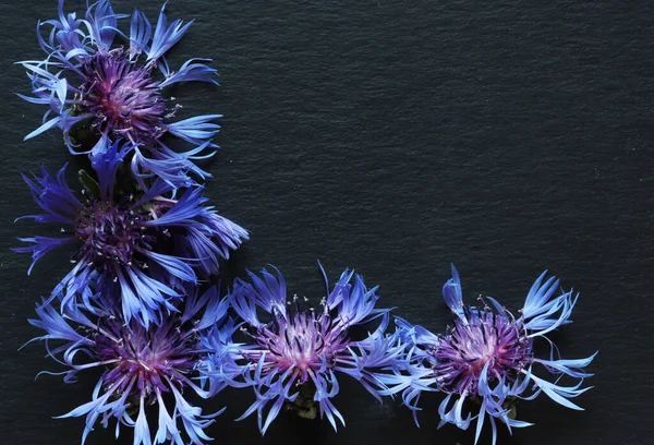 Photography of squarrose knapweed or cornflowers on slate background for messages, menus, labels or signs