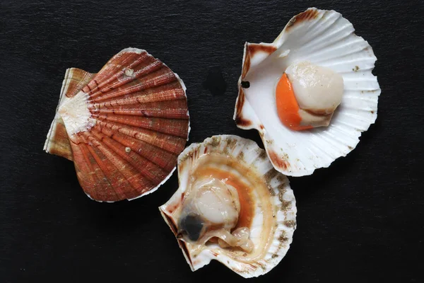 Photograph Three Scallops One Which Closed Other Open Last Prepared — Stockfoto