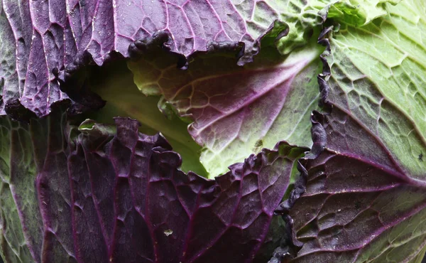 Macro Photography French Variety Violet Pontoise Cabbage Food Illustration — Foto de Stock