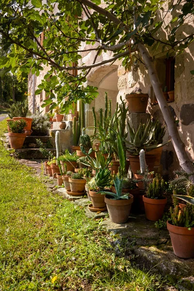 Bahçede kaktüs koleksiyonu, Clermont-Ferrond, Fransa