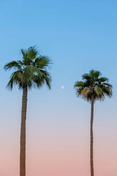 Deux Palmiers Avec Lune Entre Eux Coucher Soleil — Photo