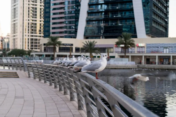 Dubai 'deki marina körfezinde demiryolunda oturan martılar