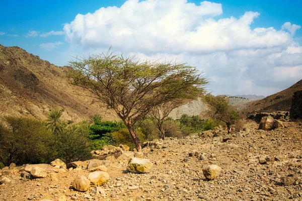 Tree Mountainous Area Clouds — Stock Photo, Image