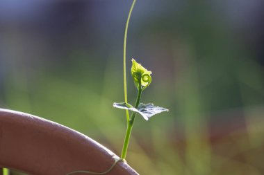 Cocconia grandis yaprağı doğada Tayland bitkisi.