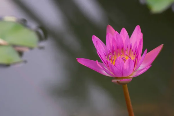 Lily Água Rosa Flor Lótus Natureza Como Fundo — Fotografia de Stock