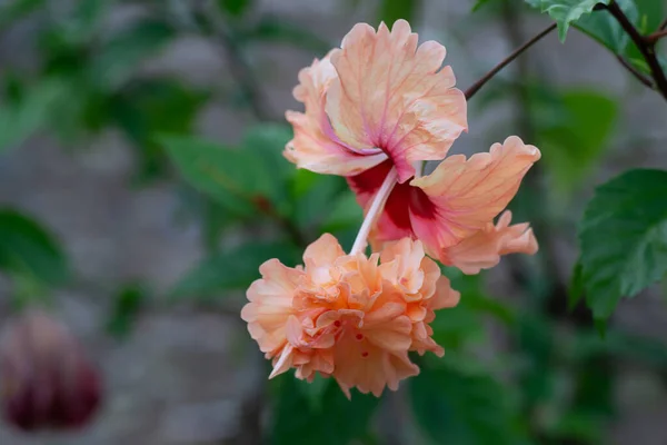 Belle Fleur Hibiscus Dans Nature Comme Fond — Photo