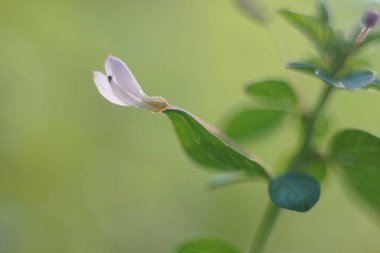 Cleome rutidosperma çiçeği, arka planda Herb