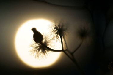 Emilia sonchifolia çiçeği, güzel çiçekler ve doğada küçük otlar ve otlar.