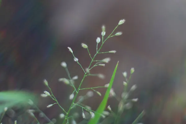草的名字叫Aragrostis Amabilis 是一种草科草科草科植物 — 图库照片