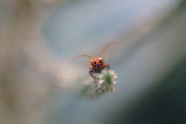 Hemiptera Inseto Planta Pequena Vida Inseto Poleiro Folha Verde — Fotografia de Stock