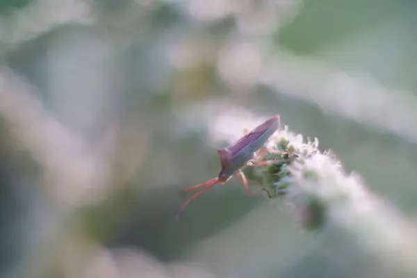 Hemiptera Insecto Planta Pequeña Vida Insecto Encaramado Hoja Verde — Foto de Stock
