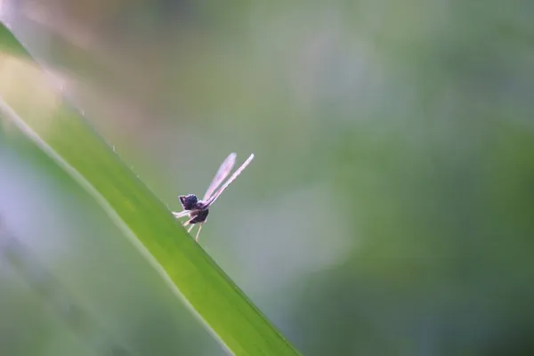 Langflügeliger Planthopper Bauernschädling — Stockfoto
