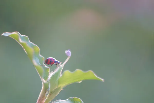 Insecto Pequeño Escarabajo Para Fondo Naturaleza — Foto de Stock