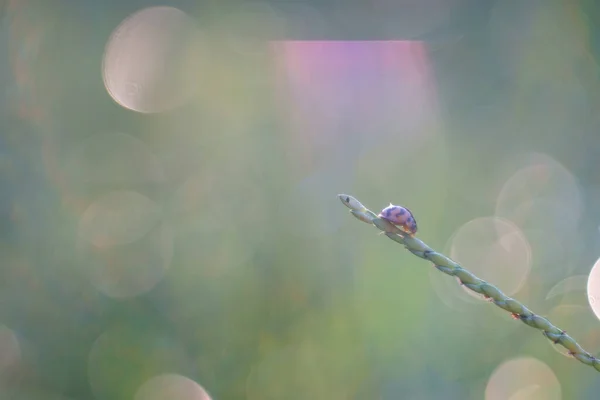 自然のための小さなカブトムシのバグ — ストック写真