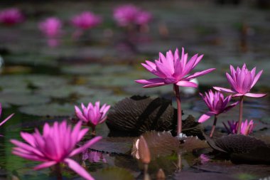 Su nilüferleri gölette çiçek açar