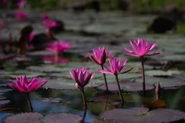 Su nilüferleri gölette çiçek açar