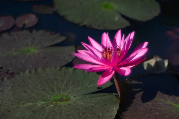 Flor Lótus Aquático Lagoa — Fotografia de Stock