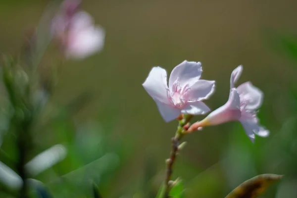 Nerium Oleander Flower Blooming Garden — Stock Photo, Image