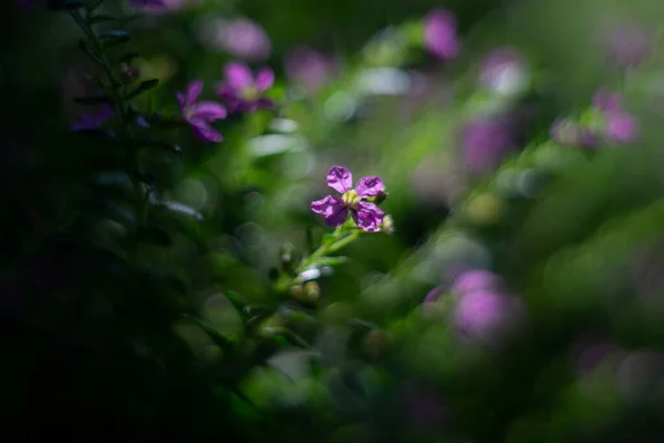 Falešné Vřesoviště Kvetoucí Zahradě — Stock fotografie