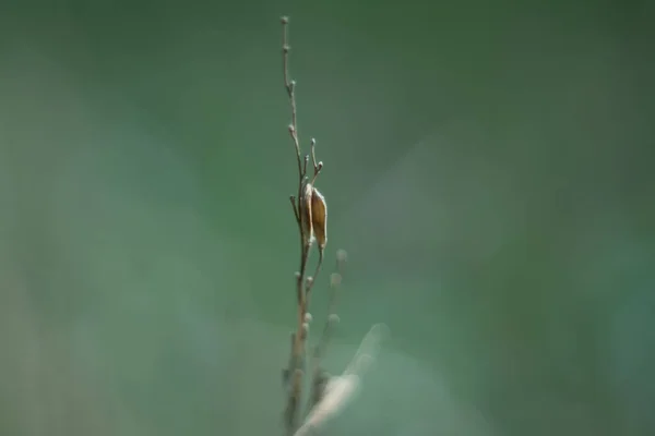 Pareja Arroz Con Cáscara Campo Verde —  Fotos de Stock