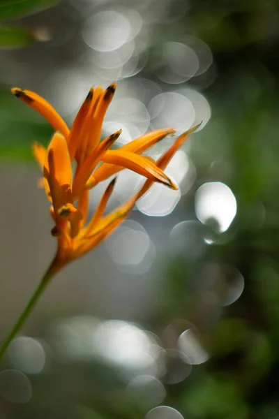 Heliconia Kwiat Kwitną Ogrodzie — Zdjęcie stockowe