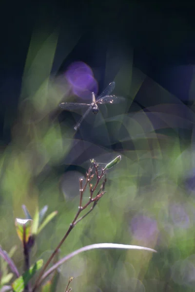 庭を飛ぶトンボがルエリア シンプレクスを飛び越えて — ストック写真