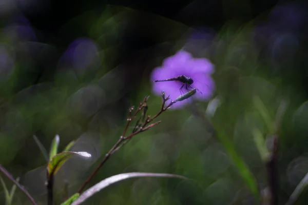 Vážky Sedí Nad Ruellia Simplex Zahradě — Stock fotografie