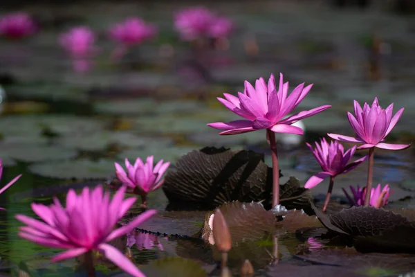 Su nilüferleri gölette çiçek açar