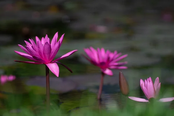 Flor Lótus Aquático Lagoa — Fotografia de Stock