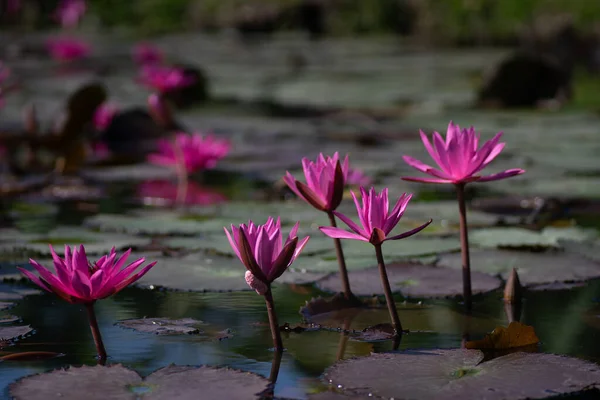 Kwiat Lotosu Wodnego Stawie — Zdjęcie stockowe