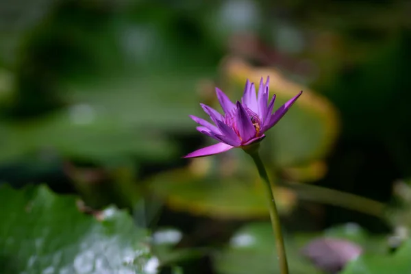 Fiore Loto Giglio Nello Stagno — Foto Stock