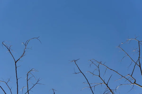 Гілка Дерева Баррена Фоні Неба — стокове фото