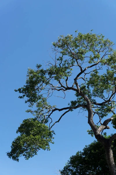 Велике Дерево Понад 100 Років Над Блюзним Тлом — стокове фото