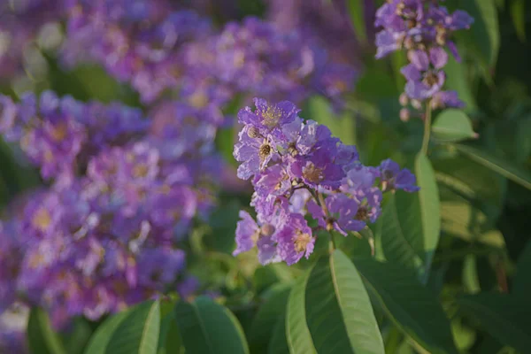 Лагерстромія Кальюлата Курц Або Квітка Lythraceae Красива Фіолетова Квітка Дереві — стокове фото