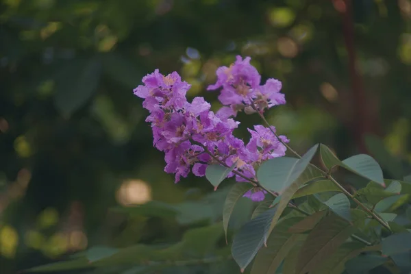 Лагерстромія Кальюлата Курц Або Квітка Lythraceae Красива Фіолетова Квітка Дереві — стокове фото