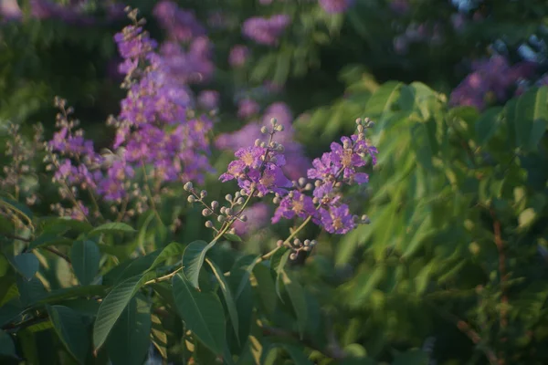 Лагерстромія Кальюлата Курц Або Квітка Lythraceae Красива Фіолетова Квітка Дереві — стокове фото