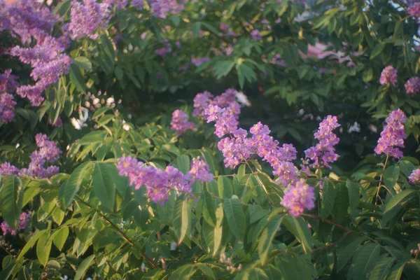Лагерстромія Кальюлата Курц Або Квітка Lythraceae Красива Фіолетова Квітка Дереві — стокове фото