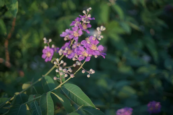 Lagerstroemia Calyculata Kurz Veya Lythraceae Çiçeği Ağaçtaki Güzel Mor Çiçek — Stok fotoğraf