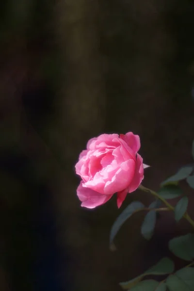 美丽的粉红玫瑰在自然界中作为背景 — 图库照片
