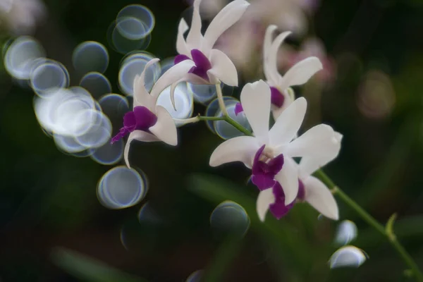 Beautiful Orchid Nature Background — Stock Photo, Image