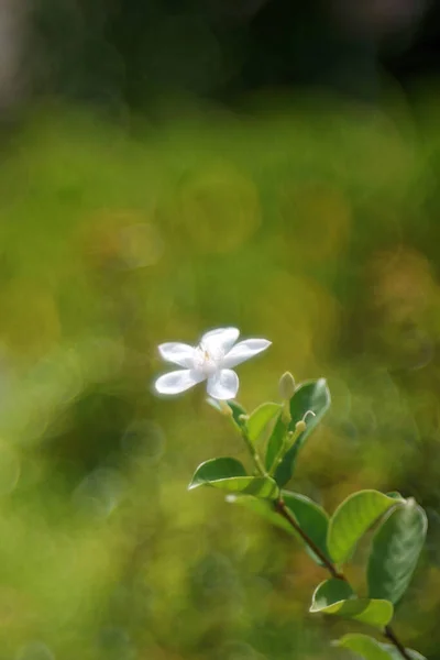 Garenia Jasminoides Flower Beautiful White Flower Nature — Stock Photo, Image