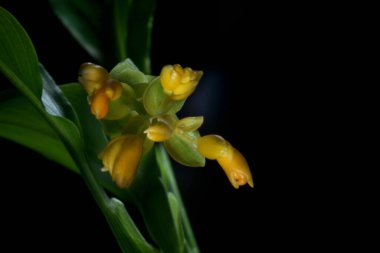 Güzel sarı çiçek, Globba spp. Yağmurda açan 