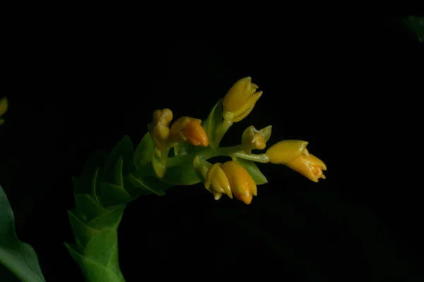 美しい黄色の花 Globba Spp 梅雨時に咲く — ストック写真