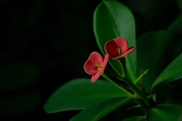 Euphorbia Milli Belle Fleur Rouge Saison Des Pluies — Photo