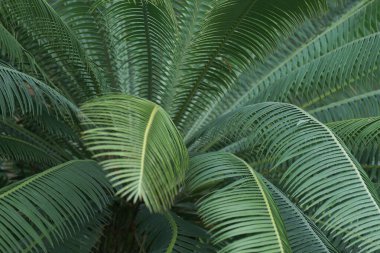 Chrysalidocarpus lucubensis bitkisi doğada 